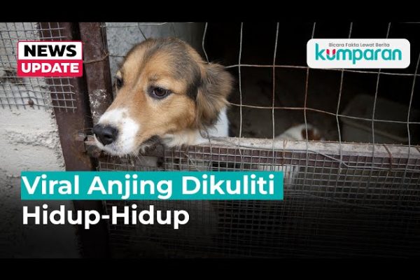 Penjelasan Polisi tentang Video Anjing Dikuliti Hidup-Hidup