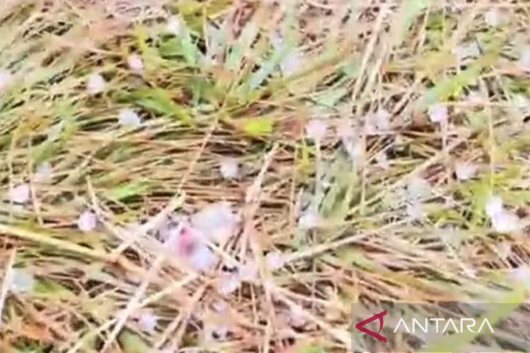 TNGGP Catat Fenomena Hujan Es Akibat Penurunan Suhu