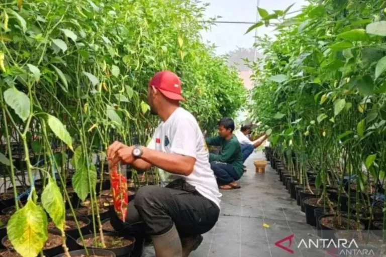 Potensi Duren Sawit dan KBT Sebagai Lahan Pertanian Perkotaan